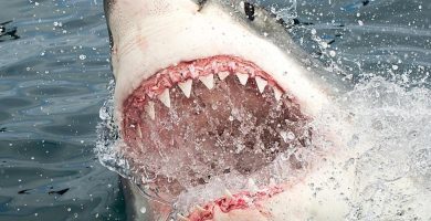 Tiburón ataca a bañista en la Isla del Padre durante el 4 de julio