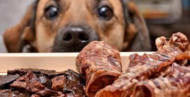 Reino Unido da luz verde a la carne cultivada en laboratorio para mascotas