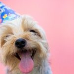 Más que mascotas: El Día Mundial del Perro y la lucha por su bienestar
