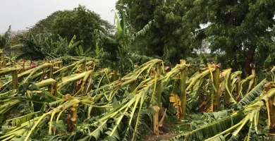 Tornado causa devastación y pánico en playa de Manzanillo, Montecristi